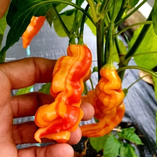 Перец Полосатая Сахарная Лихорадка (Sugar Rush Stripey) (большой пакет)