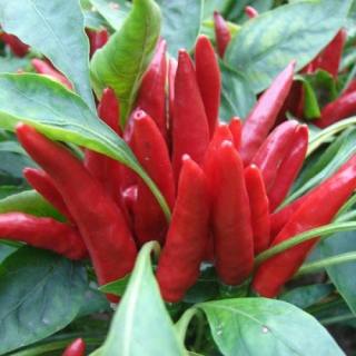 Перец Табаско (большой пакет)