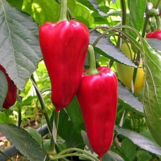 Перец Татарин