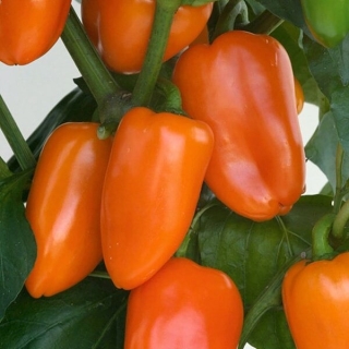 Перец Черрико Нико F1 оранжевый