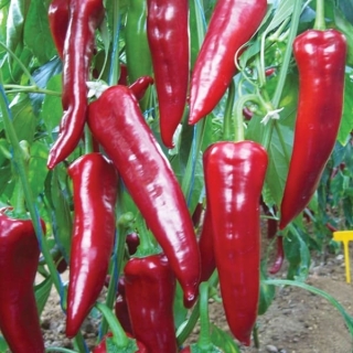 Перец Забор F1 Красный