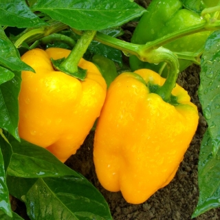 Перец Златогривый Лев