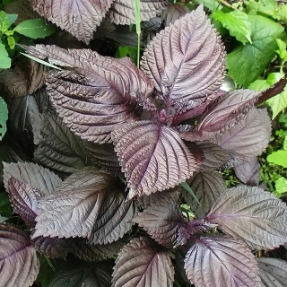 Перилла кустарниковая орнаментальная