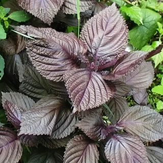 Перилла Росинка (овощная)