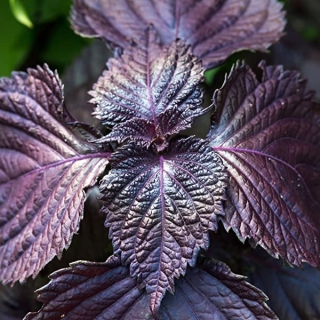 Перилла Акажисо ред овощная