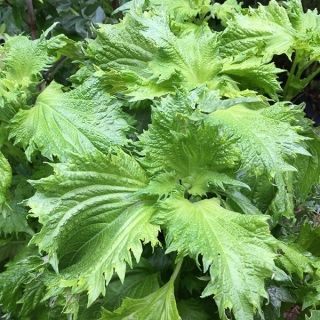 Перилла Аожисо зеленая