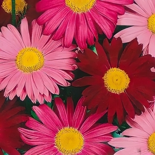 Пиретрум Робинзон смесь окрасок