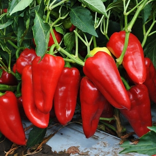 Перец Бабушкина грядка