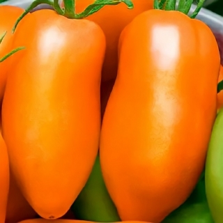 Томат Перцевидный оранжевый