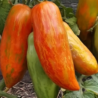 Томат Перцевидный полосатый