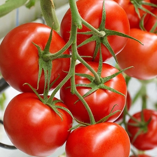 Томат Перун F1