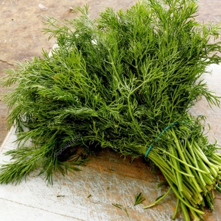 Укроп Первая зелень