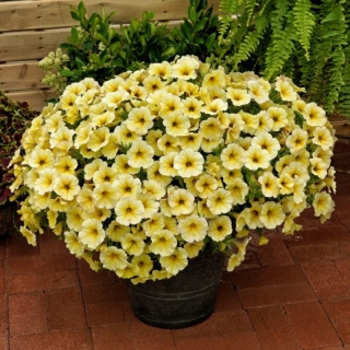 Петхоа Калибёрст Еллоу (Семена Профи)