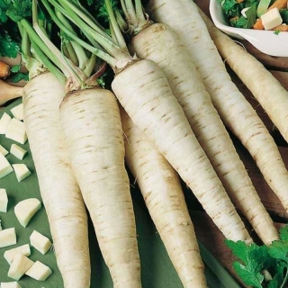 Петрушка Игл корневая