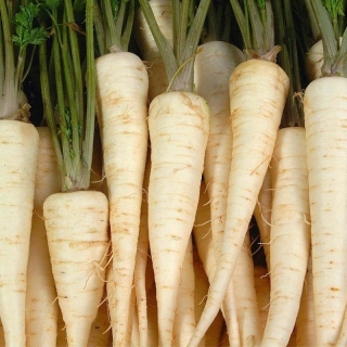 Петрушка Урожайная (корневая)