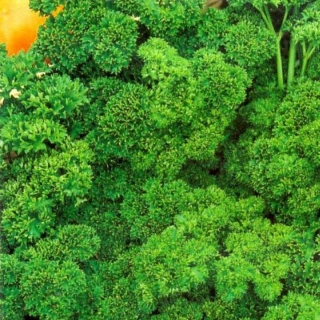 Петрушка Бабушкина грядка (кудрявая)