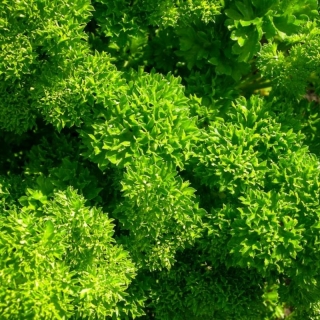 Петрушка Ворожея (кудрявая)