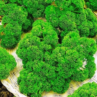 Петрушка Мооскраузе 2 (кудрявая)