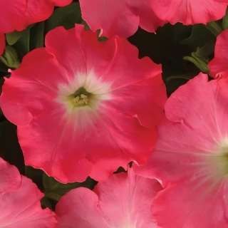 Петуния Изи Вейв F1 Роузи Дон