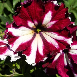 Петуния Арлекин Бургунди F1