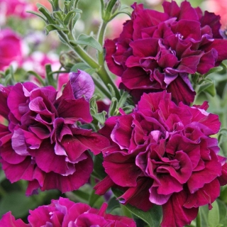 Петуния Дабл Каскад Бургунди