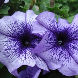 Петуния Дэдди Блю