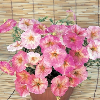 Петуния Дольче Флоренция F1