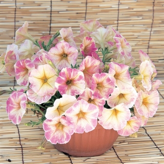 Петуния Дольче Рим F1