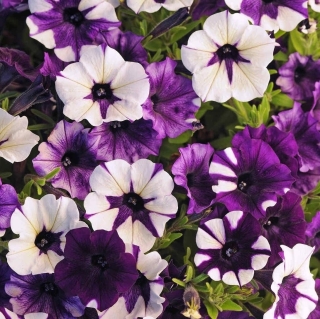 Петуния Шок Вейв Космо F1