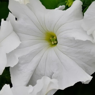 Петуния Фалкон Вайт F1