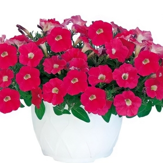 Петуния Пендолино F1 Роуз Ай (Семена Профи)