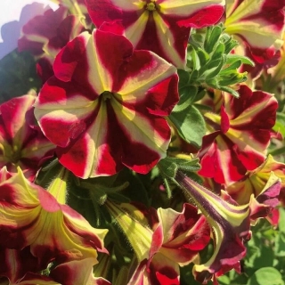 Петуния Джоконда Бордово-Жёлтая F1 (Gioconda Burgundy Yellow) (большой пакет)