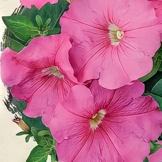 Петуния Игл Малиновая F1