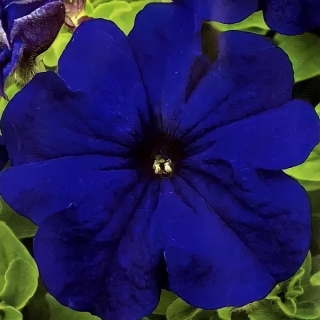 Петуния Канон Темно-синяя F1