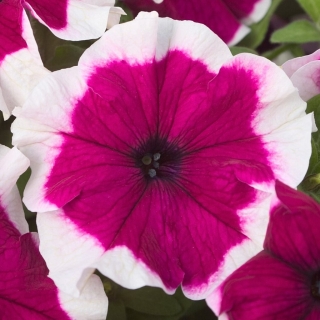 Петуния Хулахуп бургунди F1