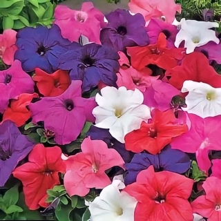 Петуния Лимбо F1 смесь