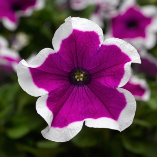 Петуния Лимбо F1 Виолет Пикоти