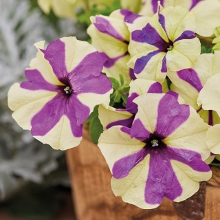 Петуния Шейк Грейпберри (Семена Профи)