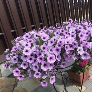 Петуния Волна Сливовая F1