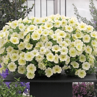 Петуния Опера Лемон Флер F1