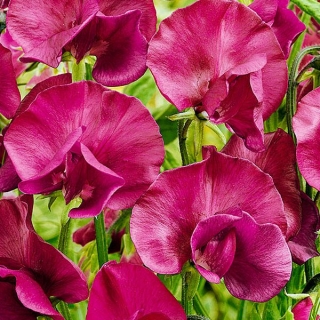 Горошек душистый Пезаро