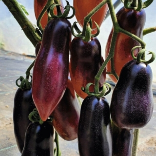 Томат Долговязая Салли пурпурная (большой пакет)