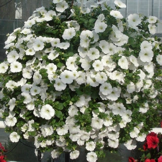 Петуния Пикколино мини F1 Белая