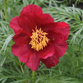 Пион Марьин Корень (уклоняющийся) (большой пакет)