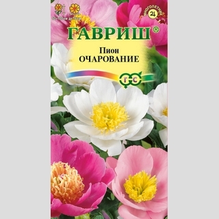 Пион Очарование (молочноцветковый)