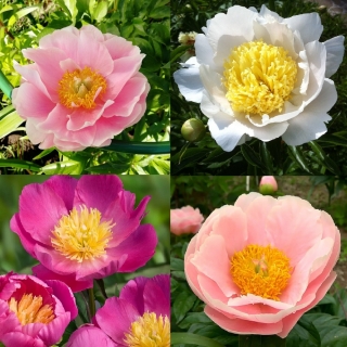 Пион Очарование (молочноцветковый)