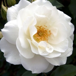 Пион Рафаэль (древовидный)