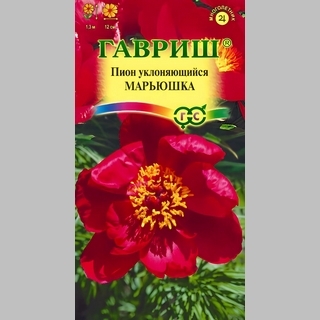 Пион Марьюшка (уклоняющийся)