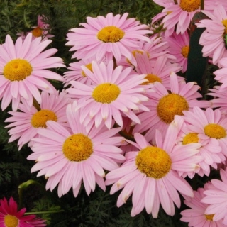 Пиретрум Гиганты Робинсона Розовый