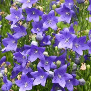 Платикодон Царь-Колокол крупноцветковый